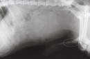 Dva močové kameny způsobující neprůchodnost močové trubice, yorkshire terier, samec, stáří 7 roků, RTG zobrazení