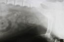 Močové kameny různé velikosti vyoperované z močového měchýře, jezevčík, samec, stáří 5 roků, RTG zobrazení